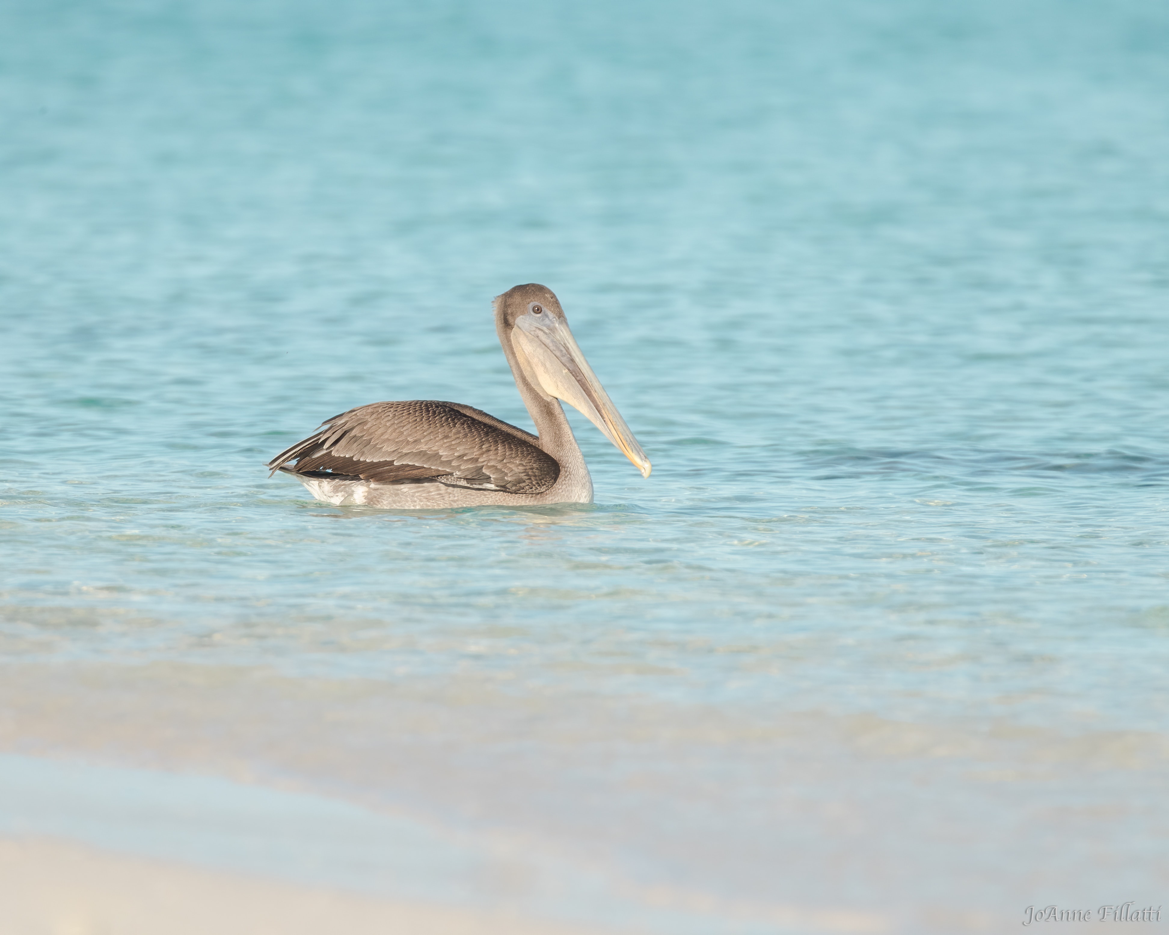 bird of galapagos image 17